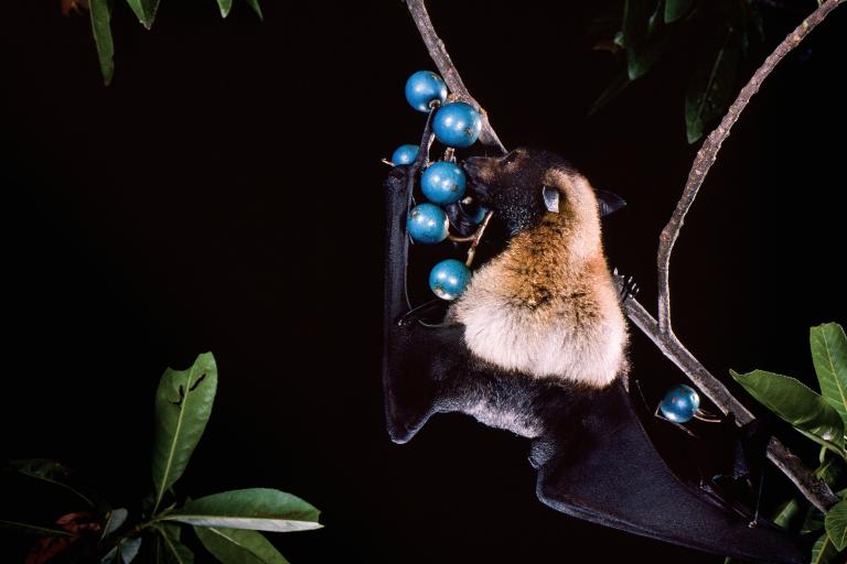 A spectacled flying-fox (pteropus conspicillatus) feeding on blue quandong fruit (elaeocarpus Grandis) in australia. Copyright Merlin Tuttle’s bat conservation.