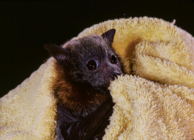 An orphaned grey-headed flying-fox (pteropus poliocephalus) whose mother was electrocuted on high-voltage power lines, photographed at a rehab center in Brisbane, 1986. Copyright Merlin Tuttle’s Bat Conservation.