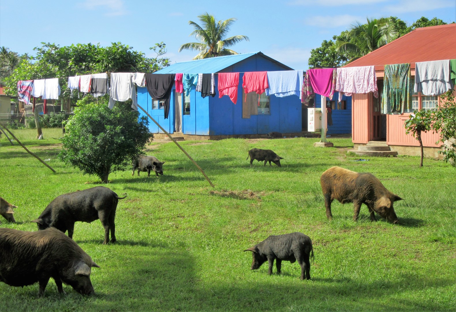 Tongan pigs and laundry, 2016, photo by Wm Adams (billtrips.com)
