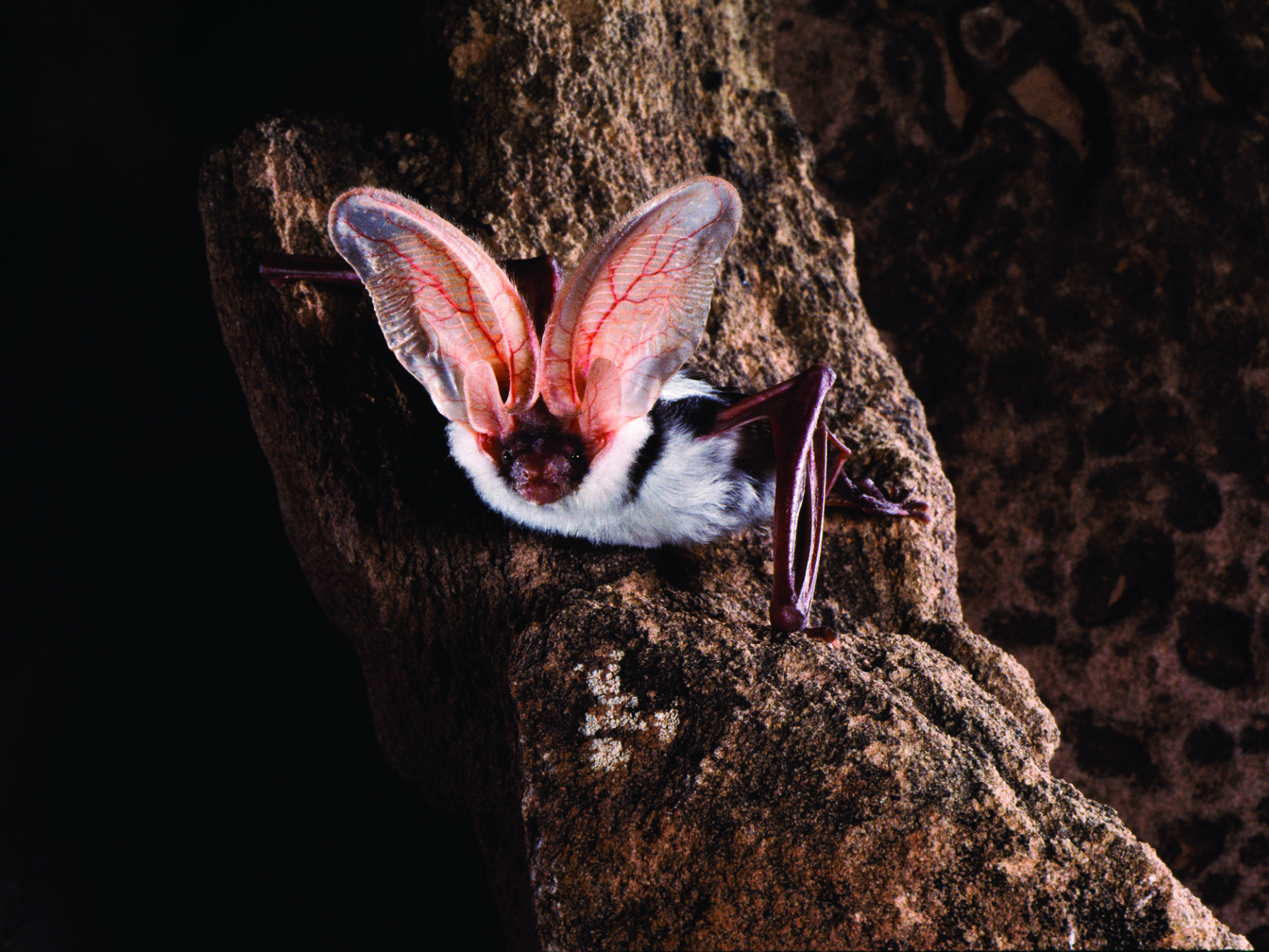 A spotted bat (euderma maculatum) in Utah, 1992. Copyright Merlin Tuttle’s Bat Conservation.