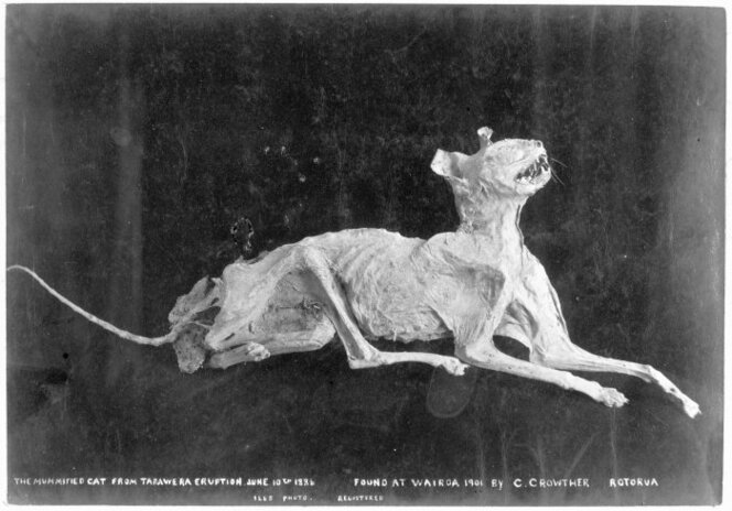 Mummified cat found by C Crowther at Wairoa in 1901, after the 1886 Tarawera eruption, ca. 1901. Photograph by Arthur James Iles.