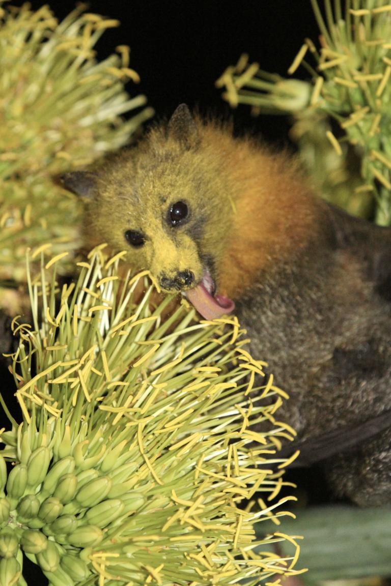 Grey-headed flying-fox