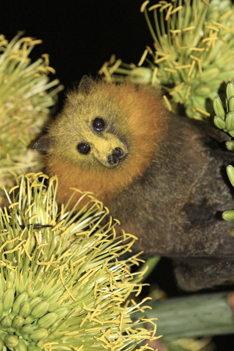 Grey-headed flying-fox