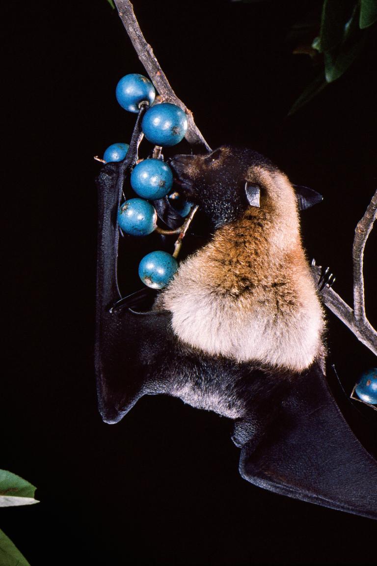 A spectacled flying-fox (pteropus conspicillatus) feeding on blue quandong fruit (elaeocarpus Grandis) in australia. Copyright Merlin Tuttle’s bat conservation.