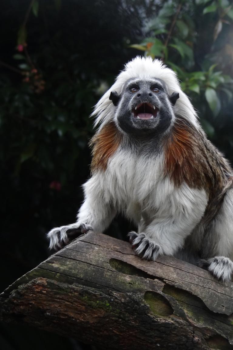 Vocalizing cotton-top tamarin