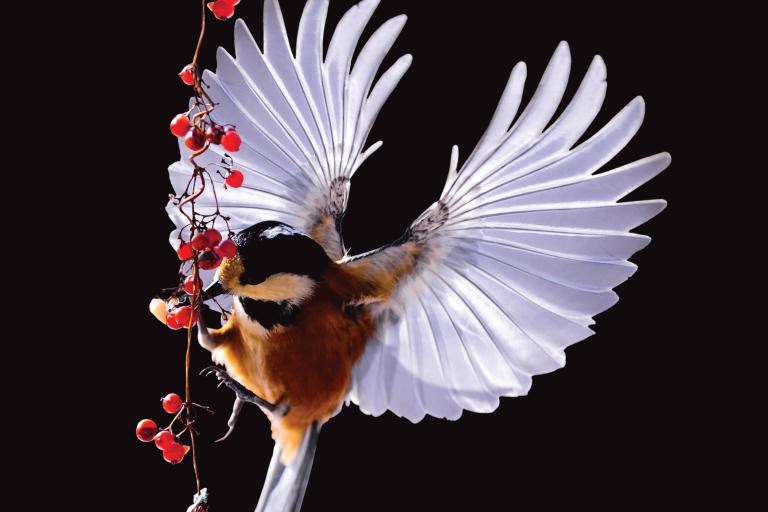 A varied tit (Sittiparus varius), a perching bird of the tit family common to Northeast Asia. Image licensed under CC0 1.0.