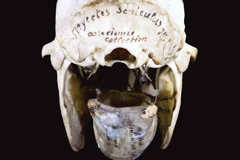 Skull and hyoid bone.jpg 