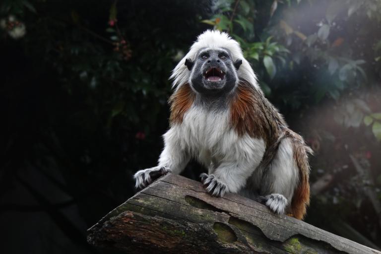 Vocalizing cotton-top tamarin