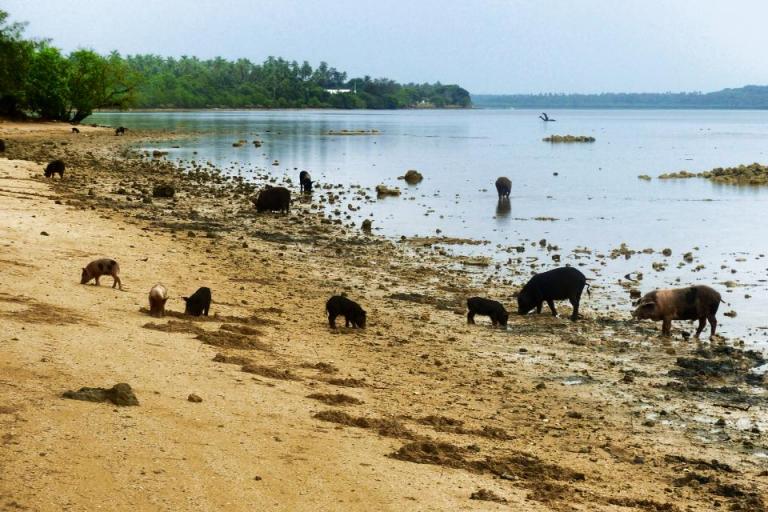 Tongan pigs feasting on shellfish at low tide, photos by Rus Margolin (travel2unlimited.com)