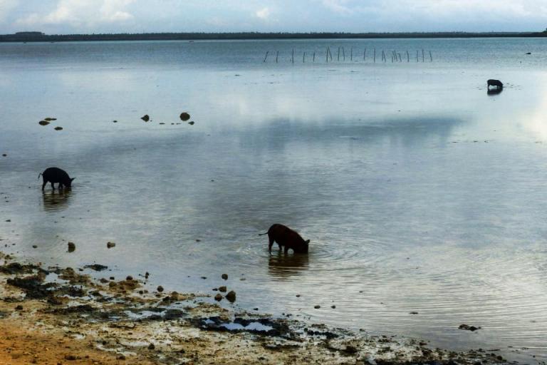 Tongan pigs feasting on shellfish at low tide, photos by Rus Margolin (travel2unlimited.com)