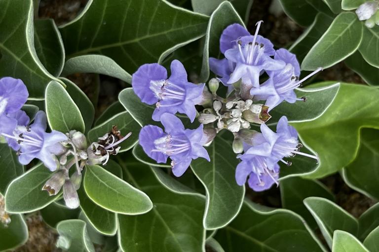 Beach Vitex (Vitex rotundifolia).