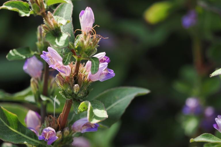 Da-Ann Hygrophila (Hygrophila pogonocalyx)