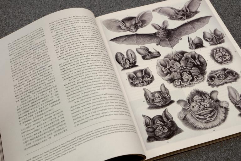 White Fungus Issue #13 Bats