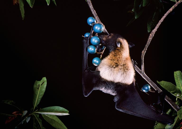 A spectacled flying-fox (pteropus conspicillatus) feeding on blue quandong fruit (elaeocarpus Grandis) in australia. Copyright Merlin Tuttle’s bat conservation.