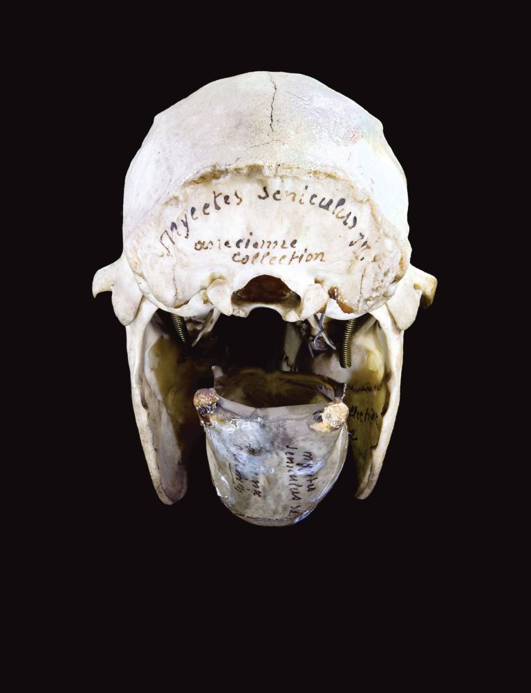 Skull and hyoid bone.jpg 