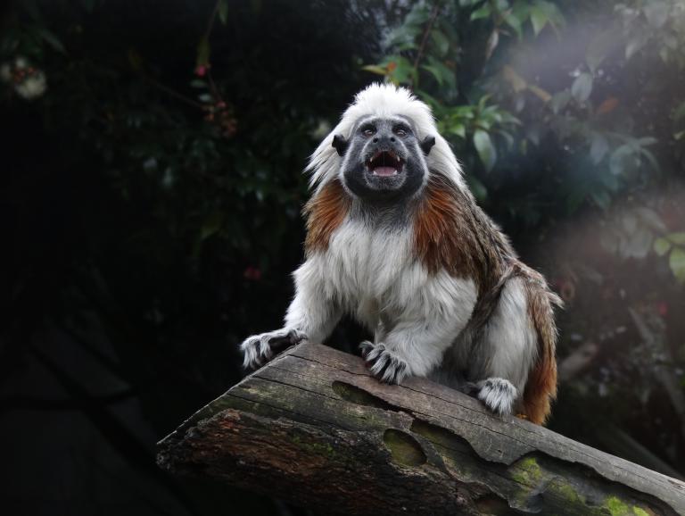 Vocalizing cotton-top tamarin