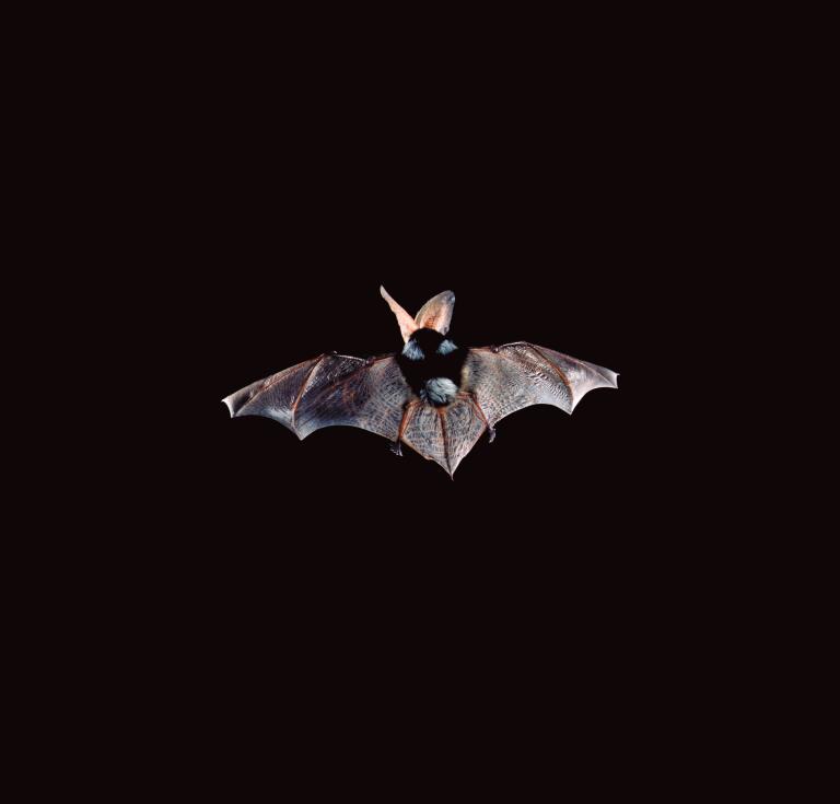 Batlove Redux: Urgent Praise for our Winged Kin