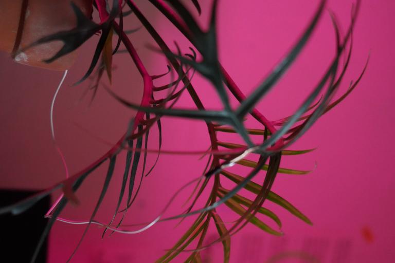 Bioelectrical currents from plants being fed into a modular synthesizer in Nick Tsai's Taichung studio, 2025. 