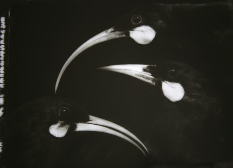 "Huia Love Triangle", 2006, courtesy of the artist and Starkwhite, New Zealand.