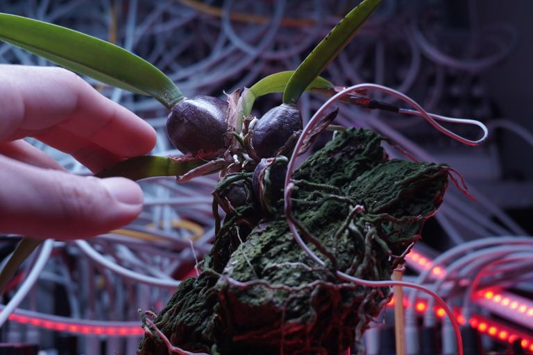 Bioelectrical currents from plants being fed into a modular synthesizer in Nick Tsai's Taichung studio, 2025. 