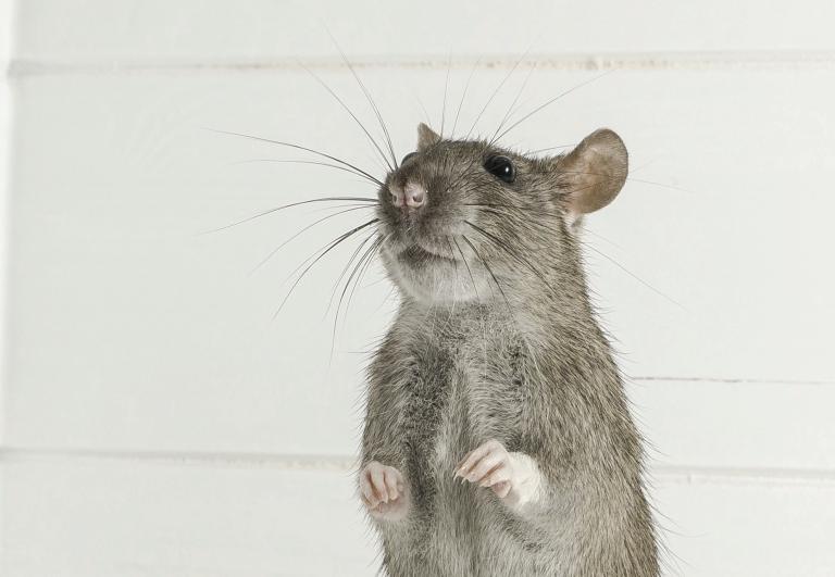 Photo of a brown rat (Rattus norvegicus), a muroid common to every continent except Antarctica.