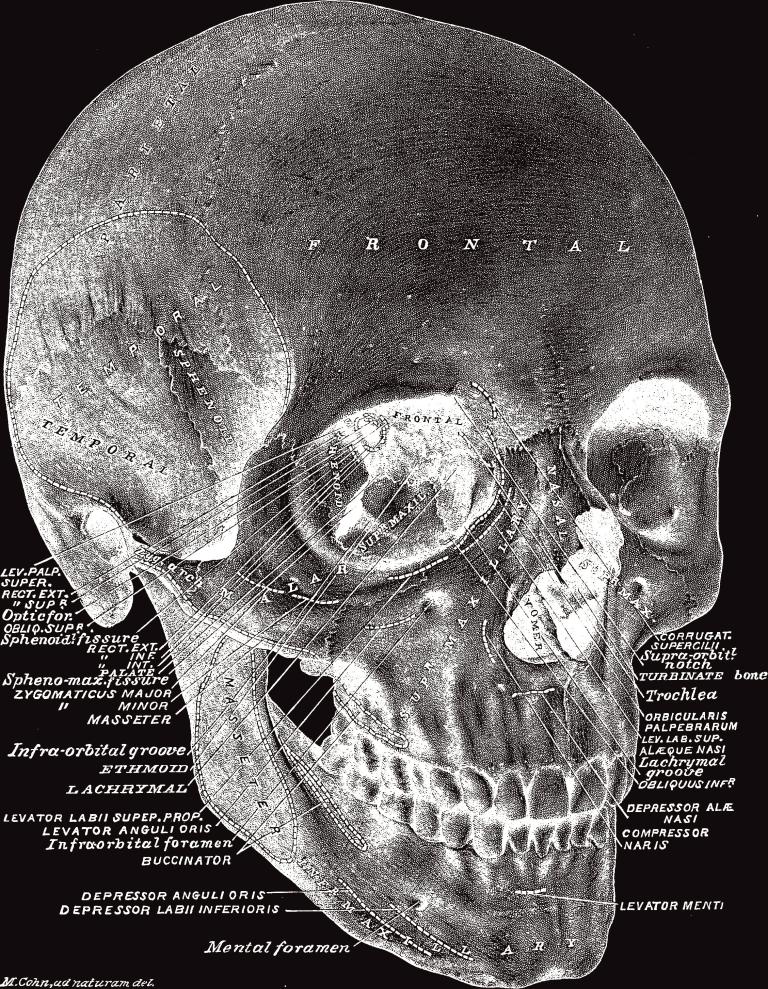 Illustration from Practical Human Anatomy: a Working-guide for Students of Medicine and a Ready-reference for Surgeons and Physicians. New York: William Wood & Co, 1886.