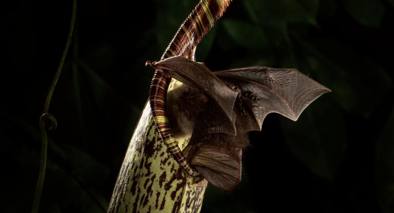 Bat pitcher plant